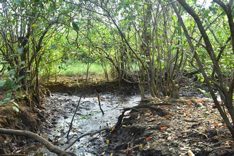 Restoring the mangroves of Nula.